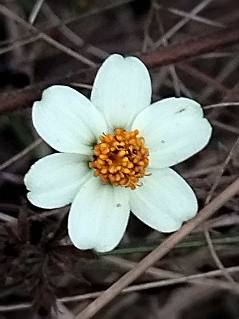Zinnia angustifolia var. greggii