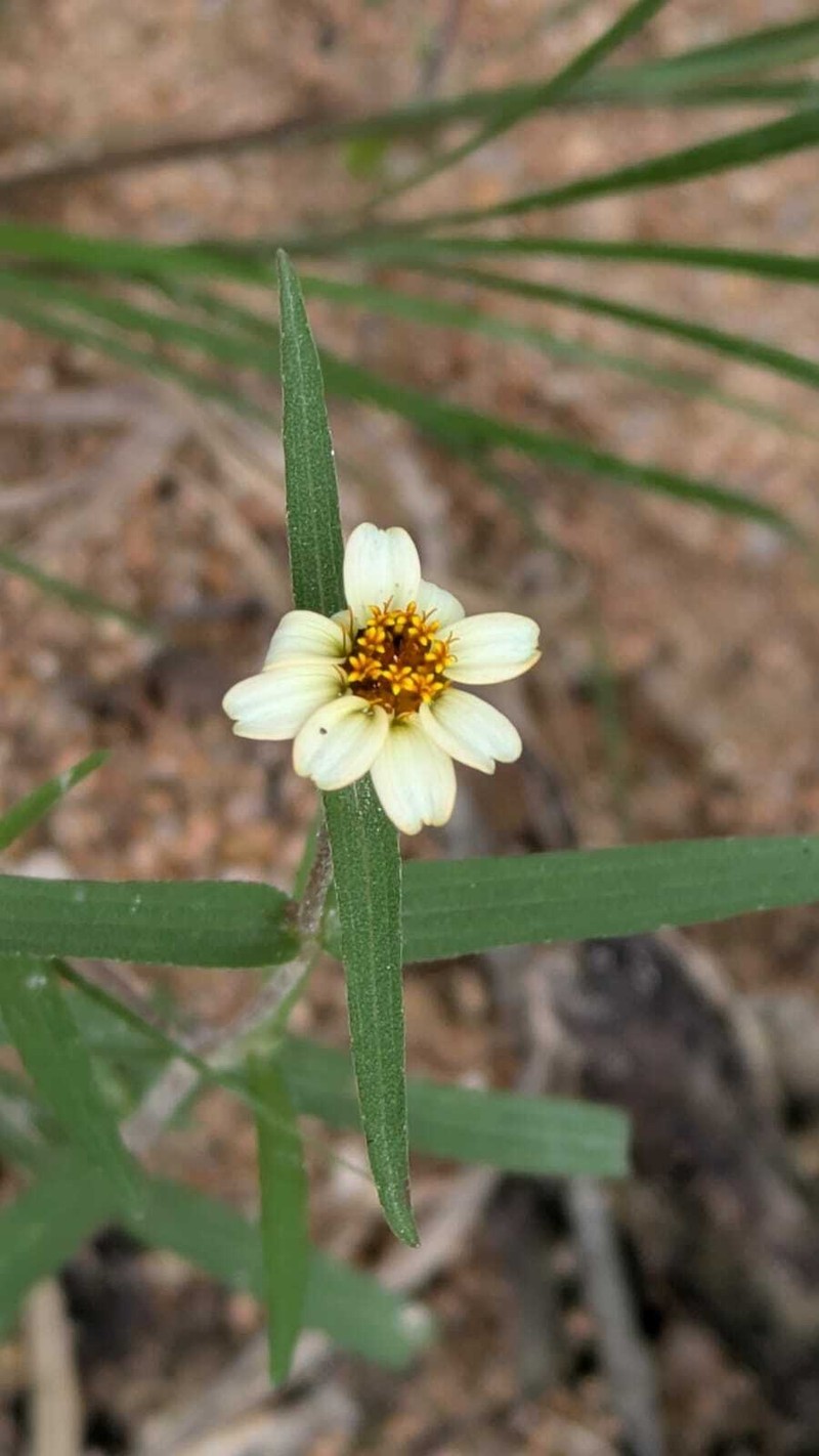 Zinnia angustifolia var. greggii photo 2