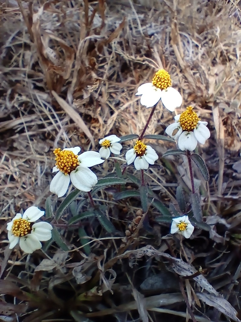 Zinnia angustifolia var. greggii photo 3
