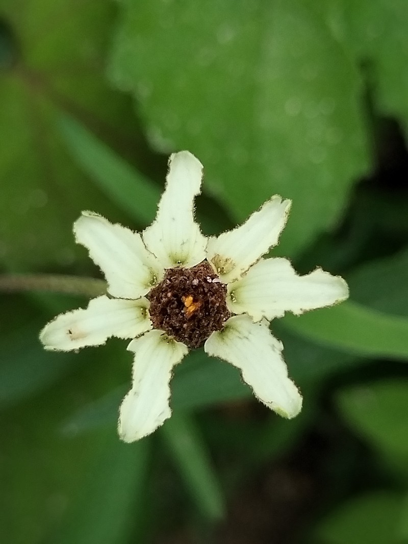 Zinnia angustifolia var. greggii photo 4