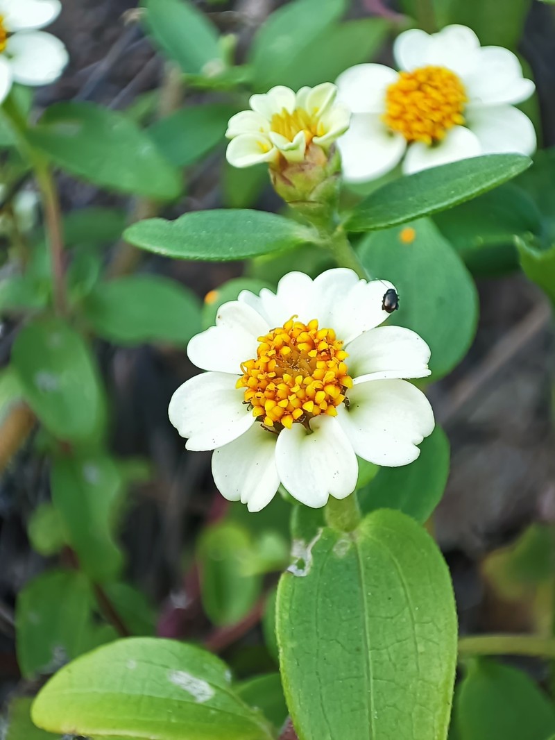 Zinnia angustifolia var. littoralis