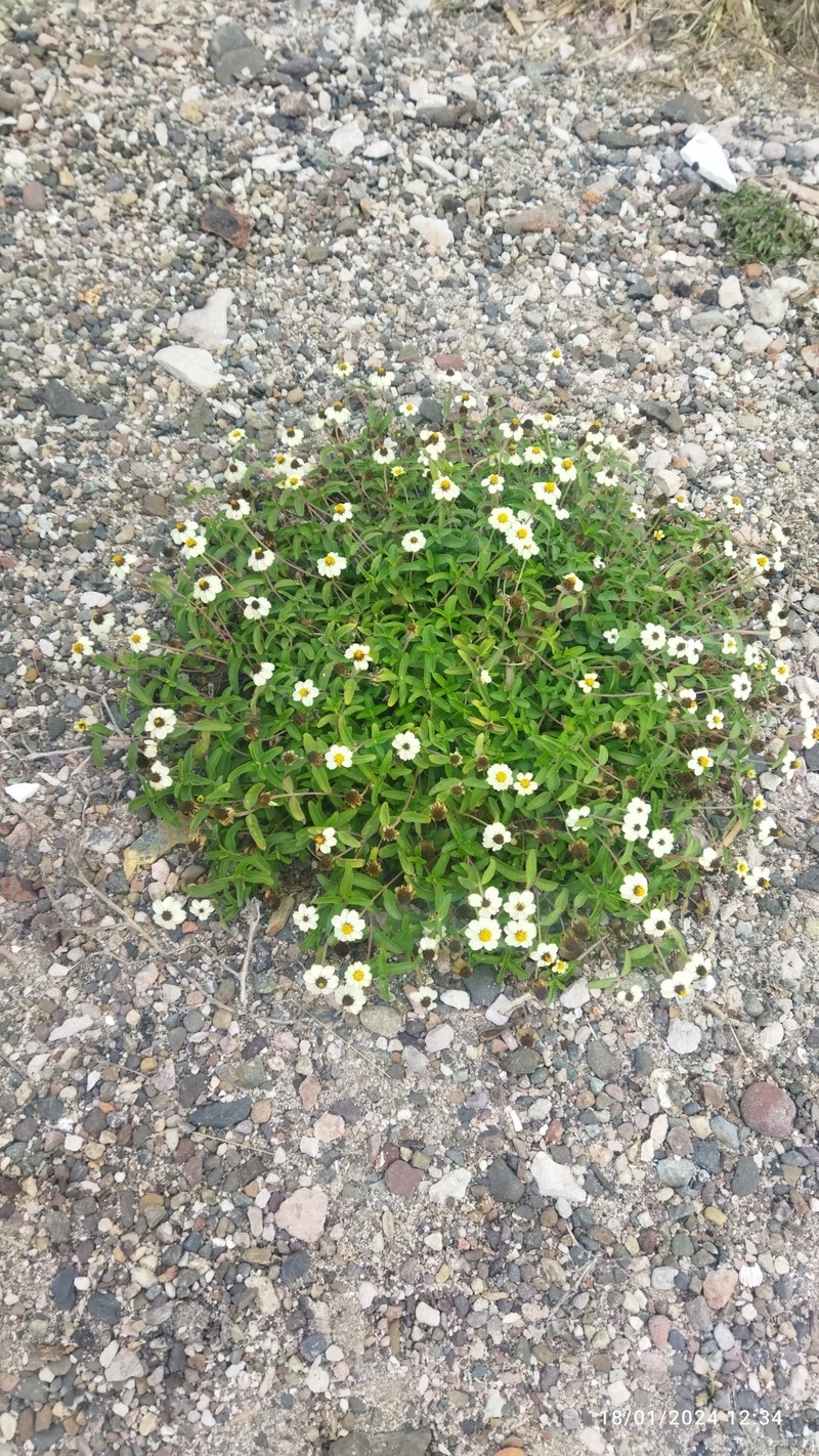 Zinnia angustifolia var. littoralis photo 2