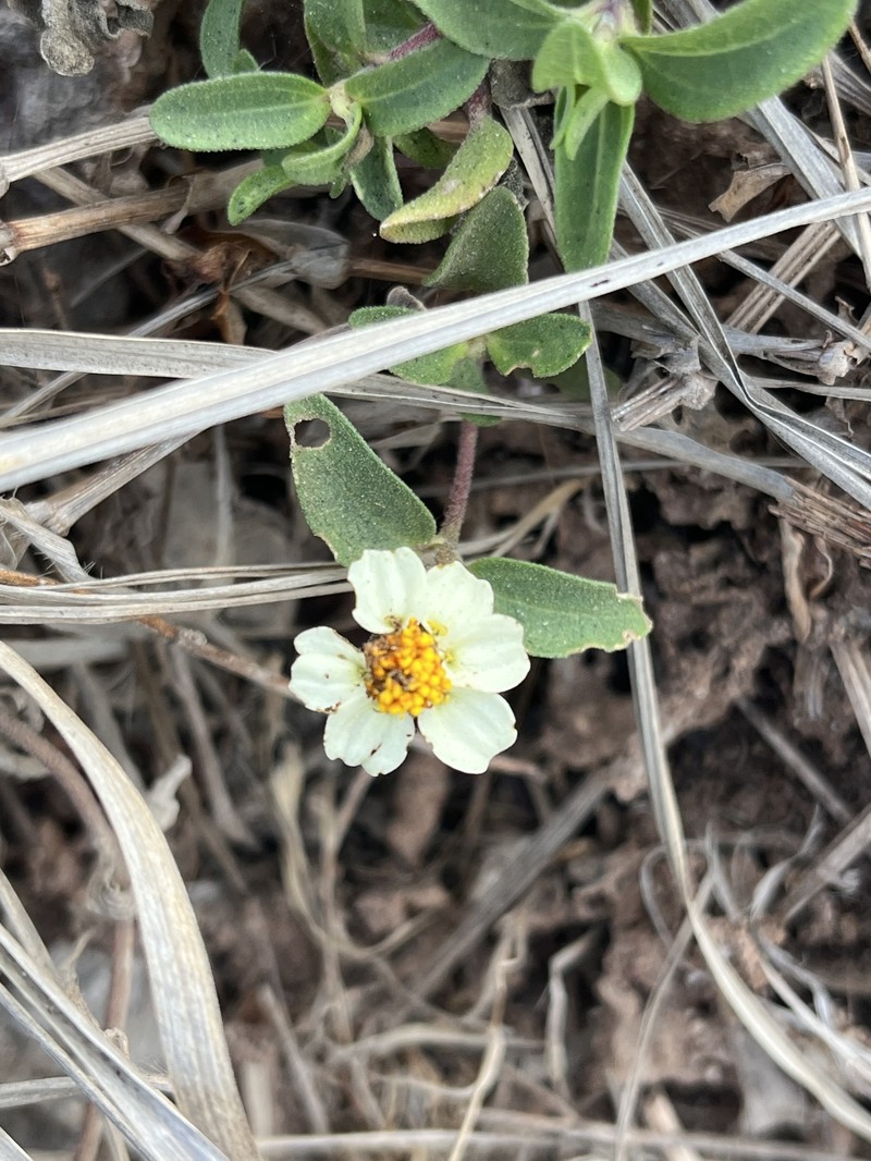 Zinnia angustifolia var. littoralis photo 3