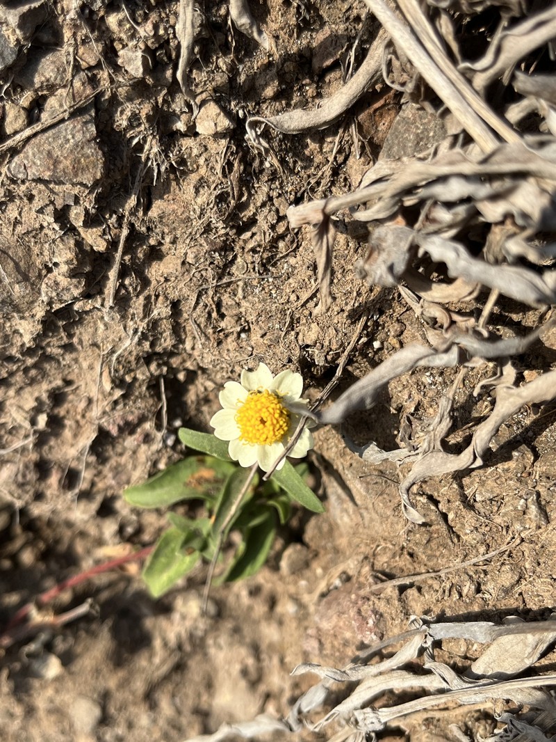 Zinnia angustifolia var. littoralis photo 4