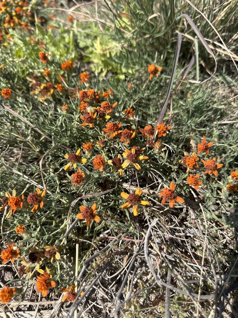 Shortray Zinnia