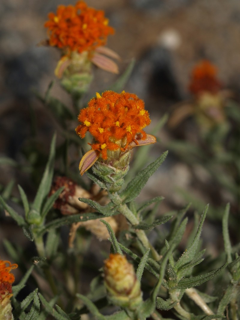 Shortray Zinnia photo 2