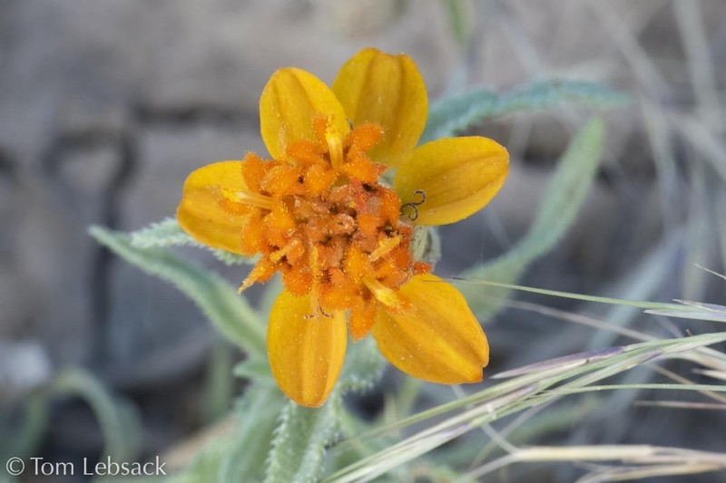 Shortray Zinnia photo 3