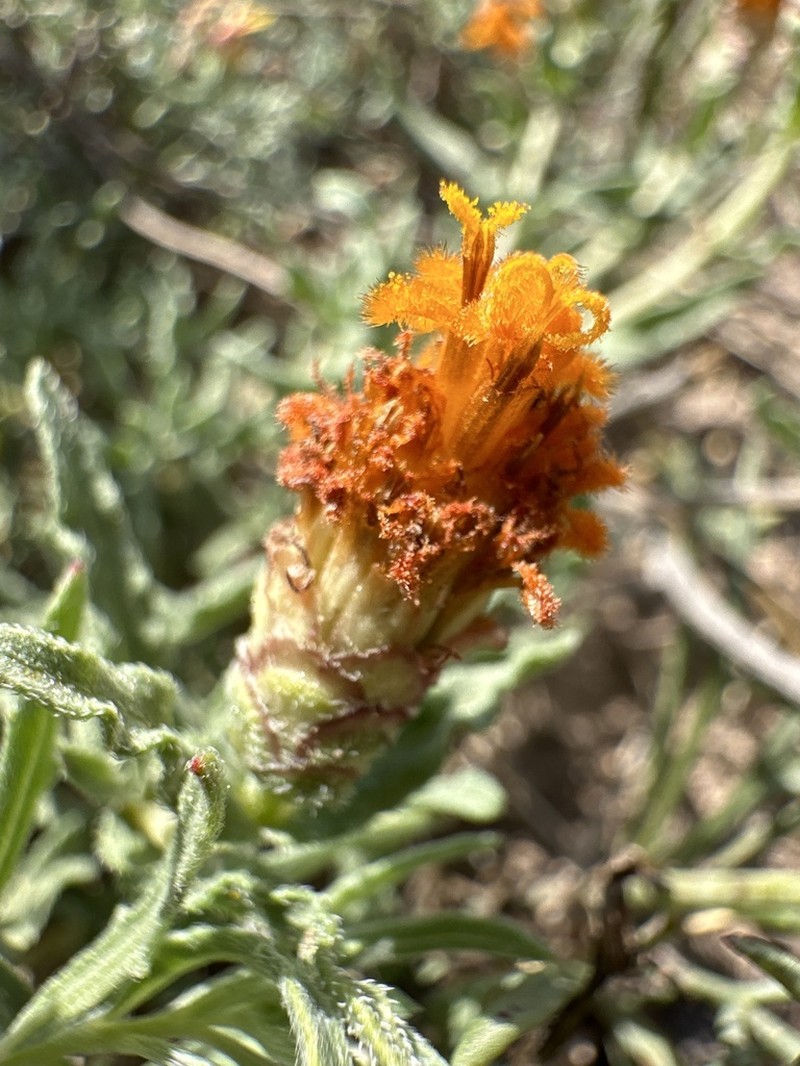 Shortray Zinnia photo 5