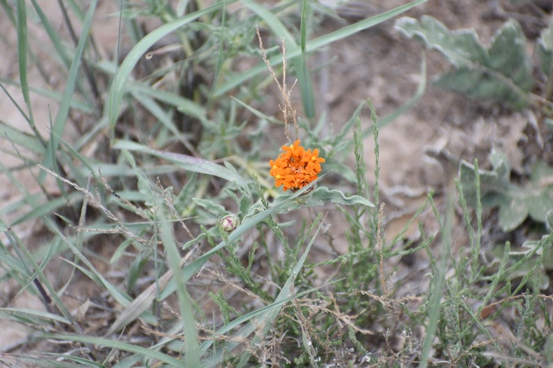 Shortray Zinnia photo 6