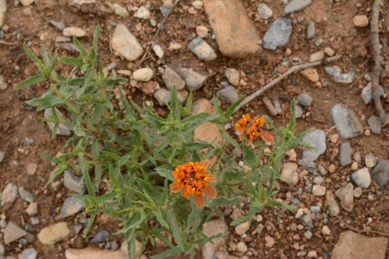 Shortray Zinnia photo 7