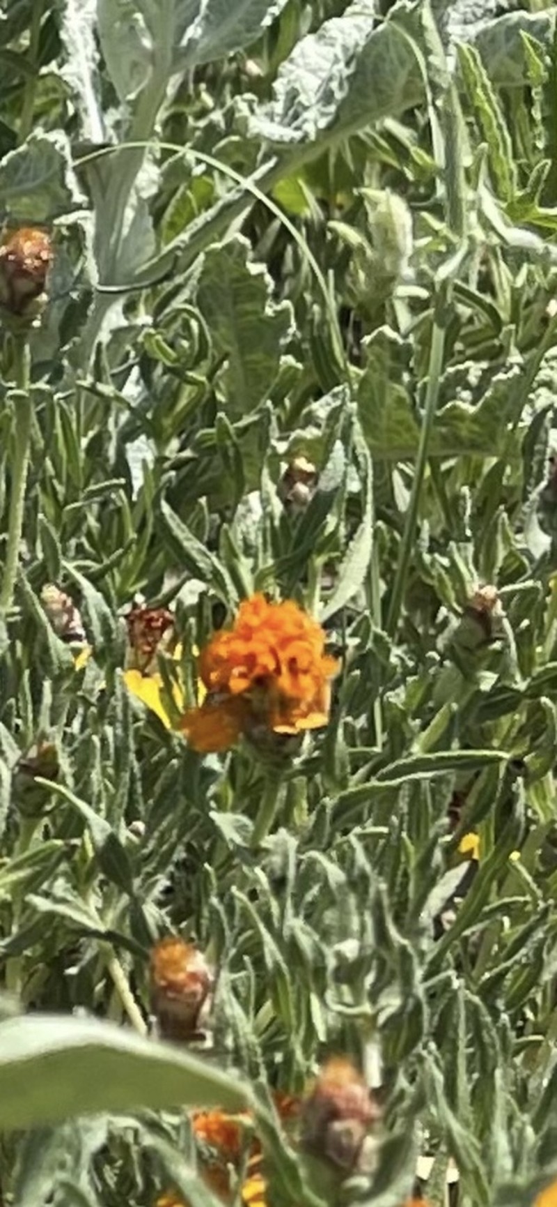 Shortray Zinnia photo 8