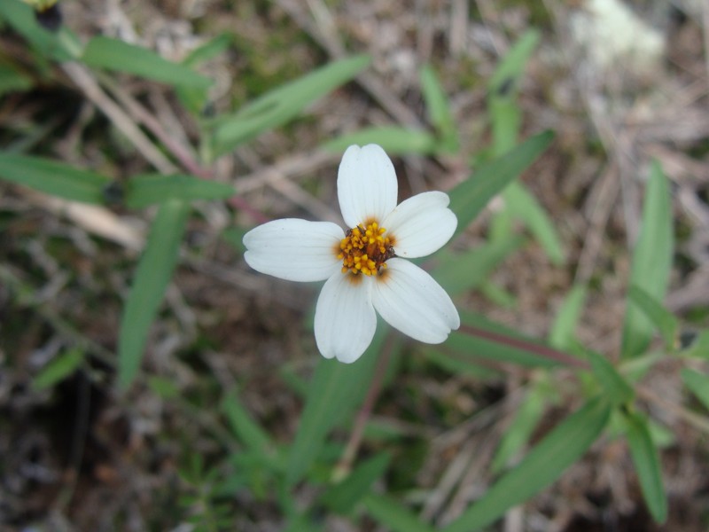 Zinnia bicolor
