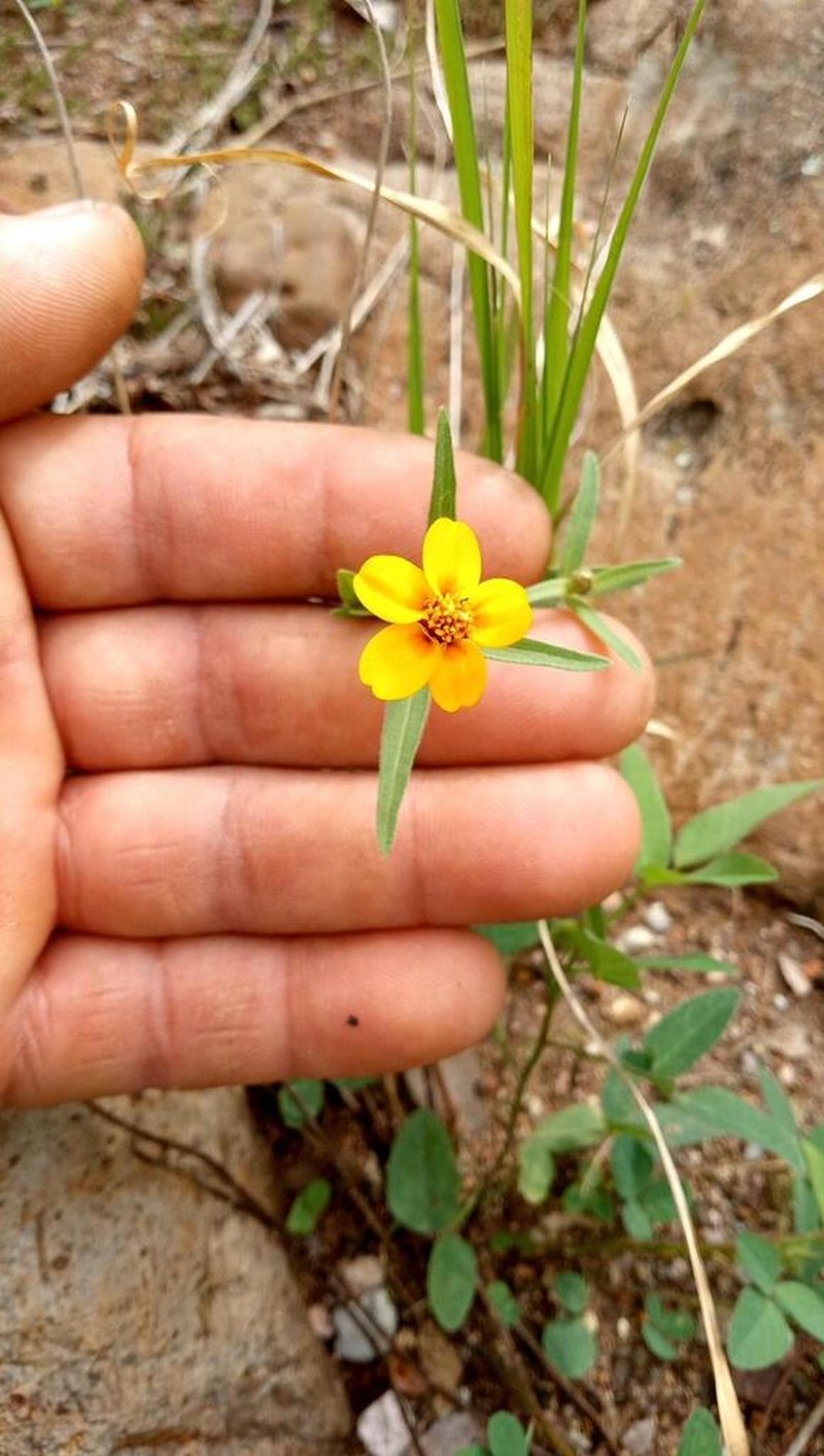 Zinnia bicolor photo 2