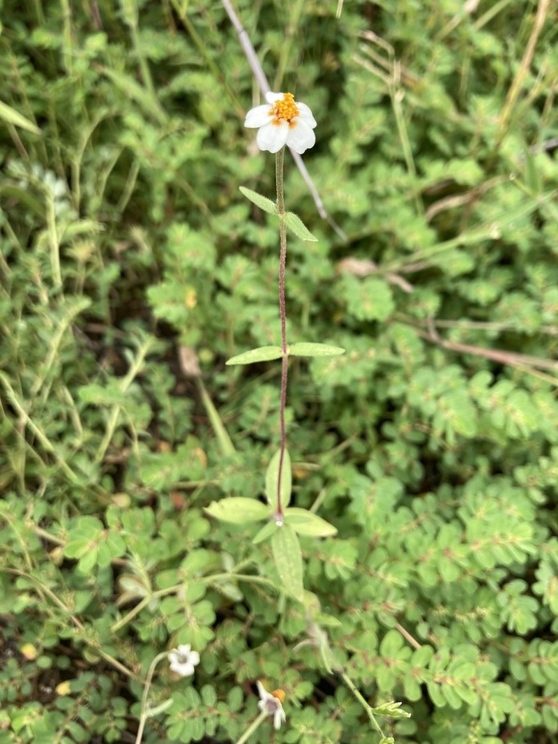 Zinnia bicolor photo 3