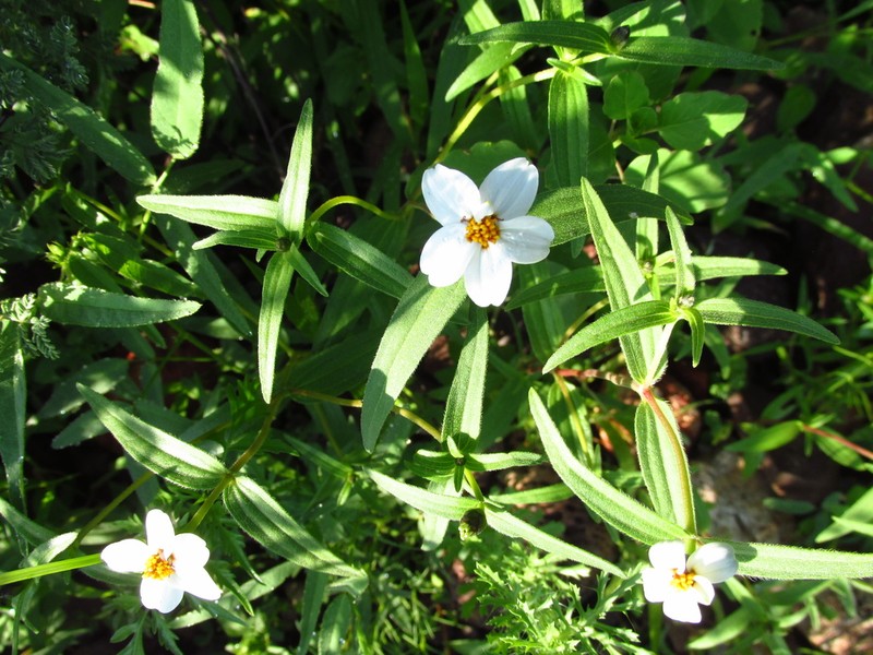 Zinnia bicolor photo 4