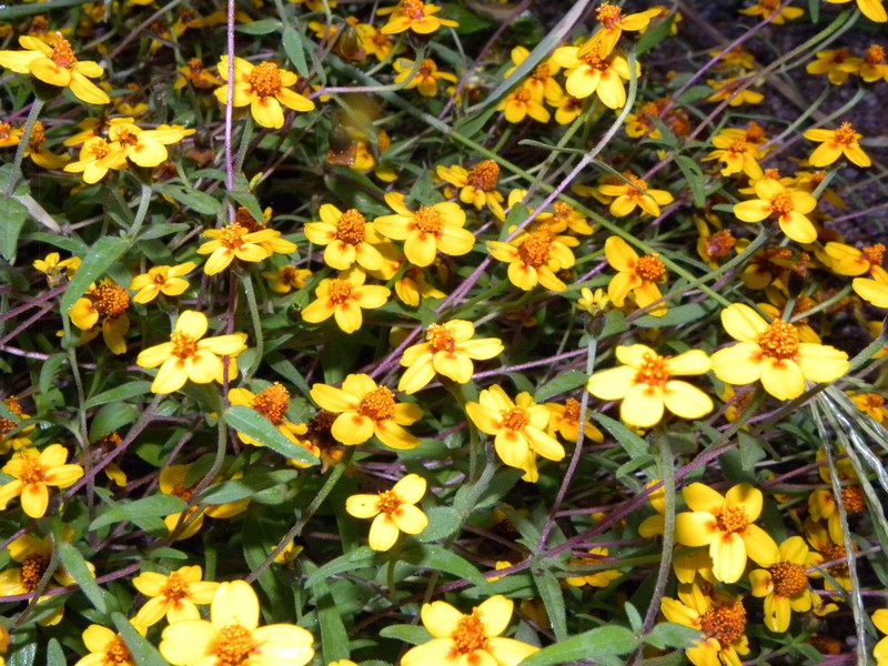 Zinnia bicolor photo 6
