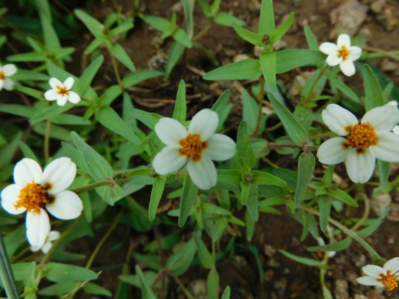 Zinnia bicolor photo 7