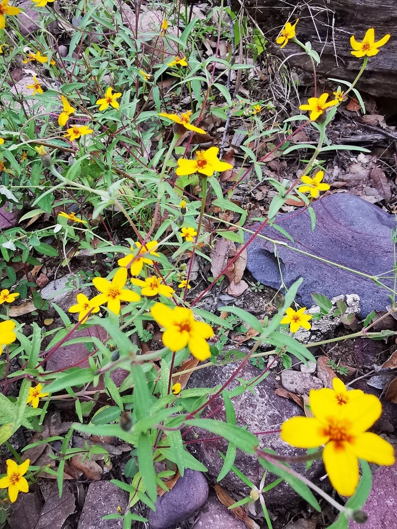 Zinnia bicolor photo 8