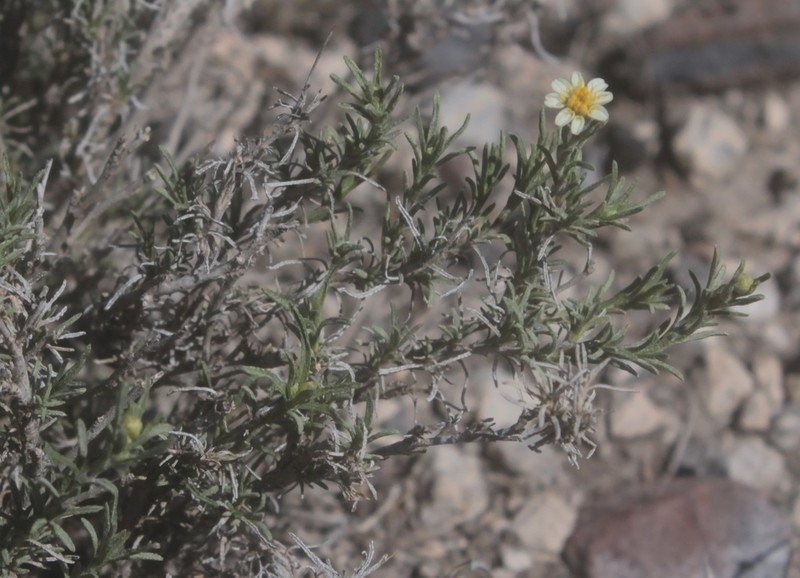 Zinnia citrea
