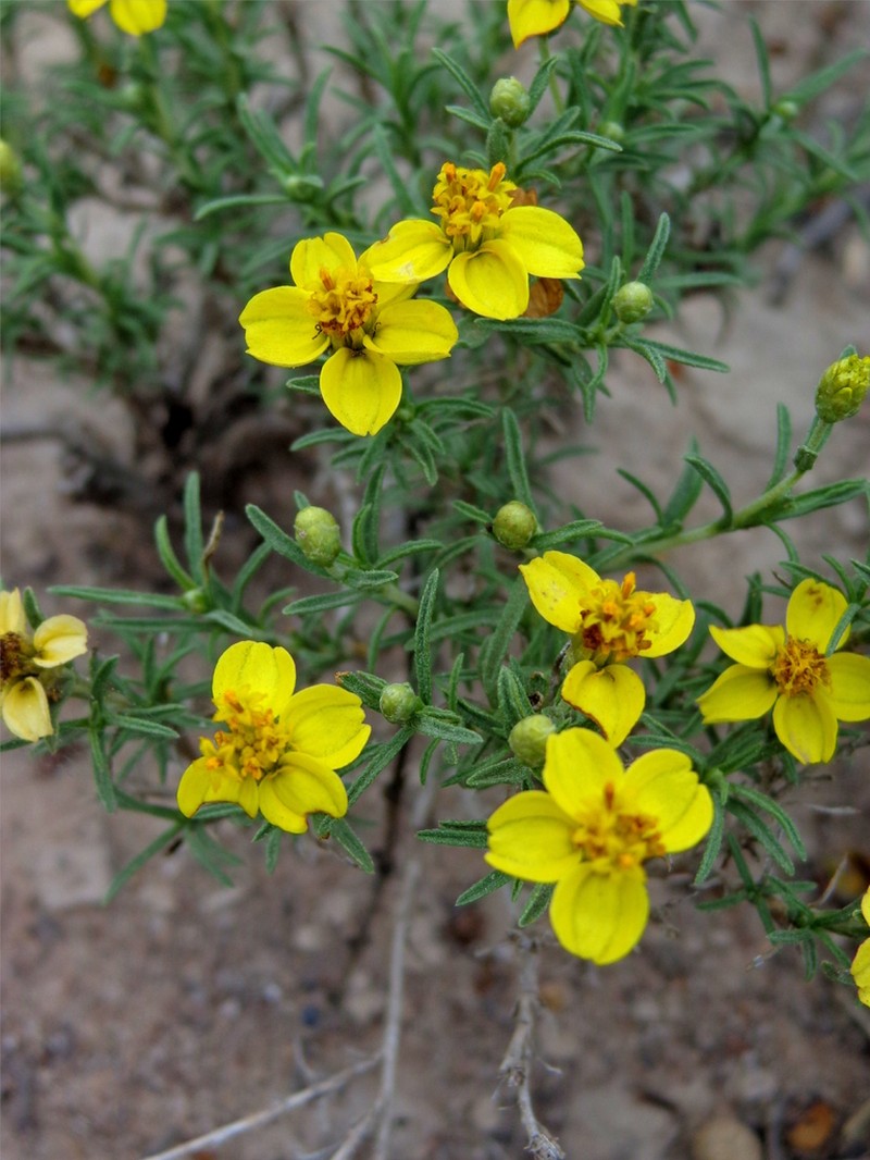 Zinnia citrea photo 2