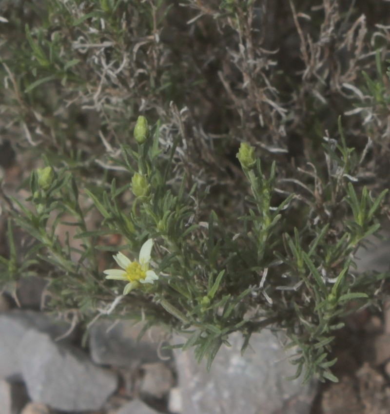 Zinnia citrea photo 5