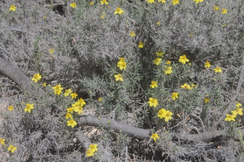 Zinnia citrea photo 6