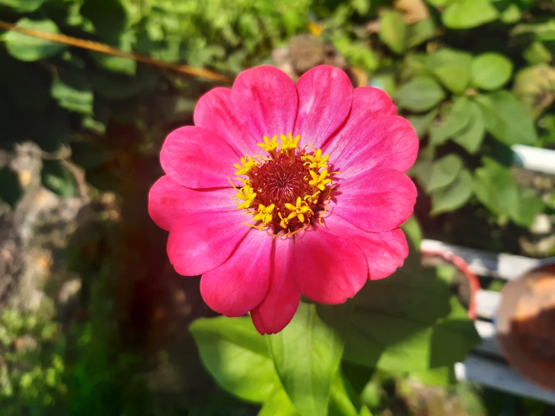 Elegant Zinnia photo 4