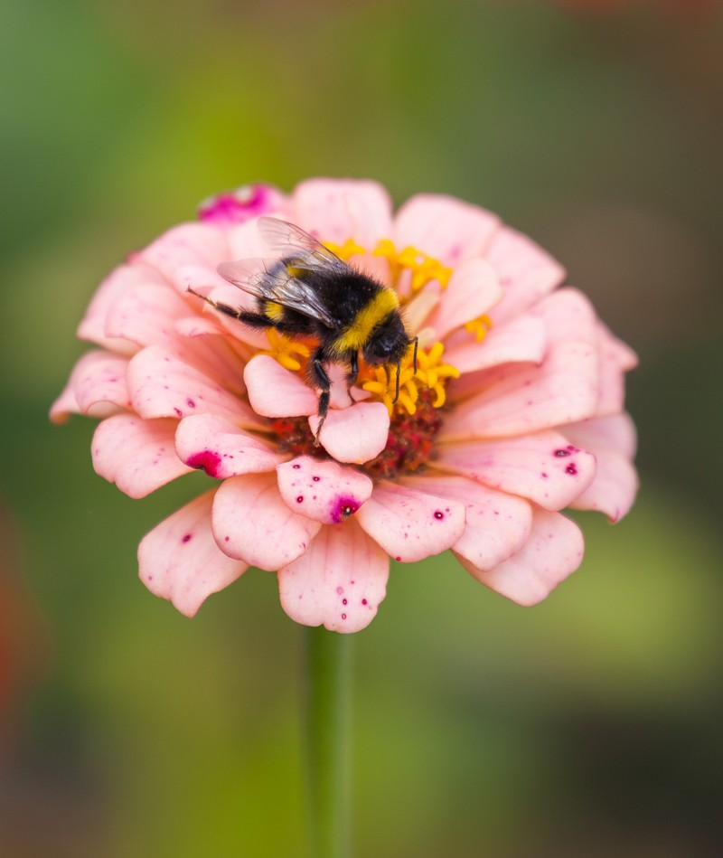 Elegant Zinnia photo 5