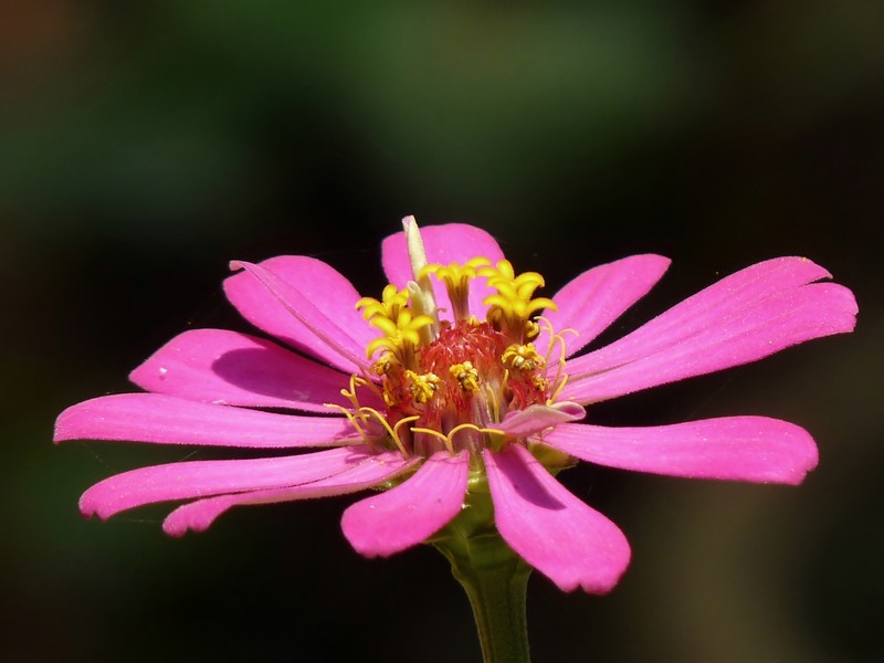 Elegant Zinnia photo 6