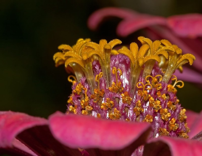 Elegant Zinnia photo 7