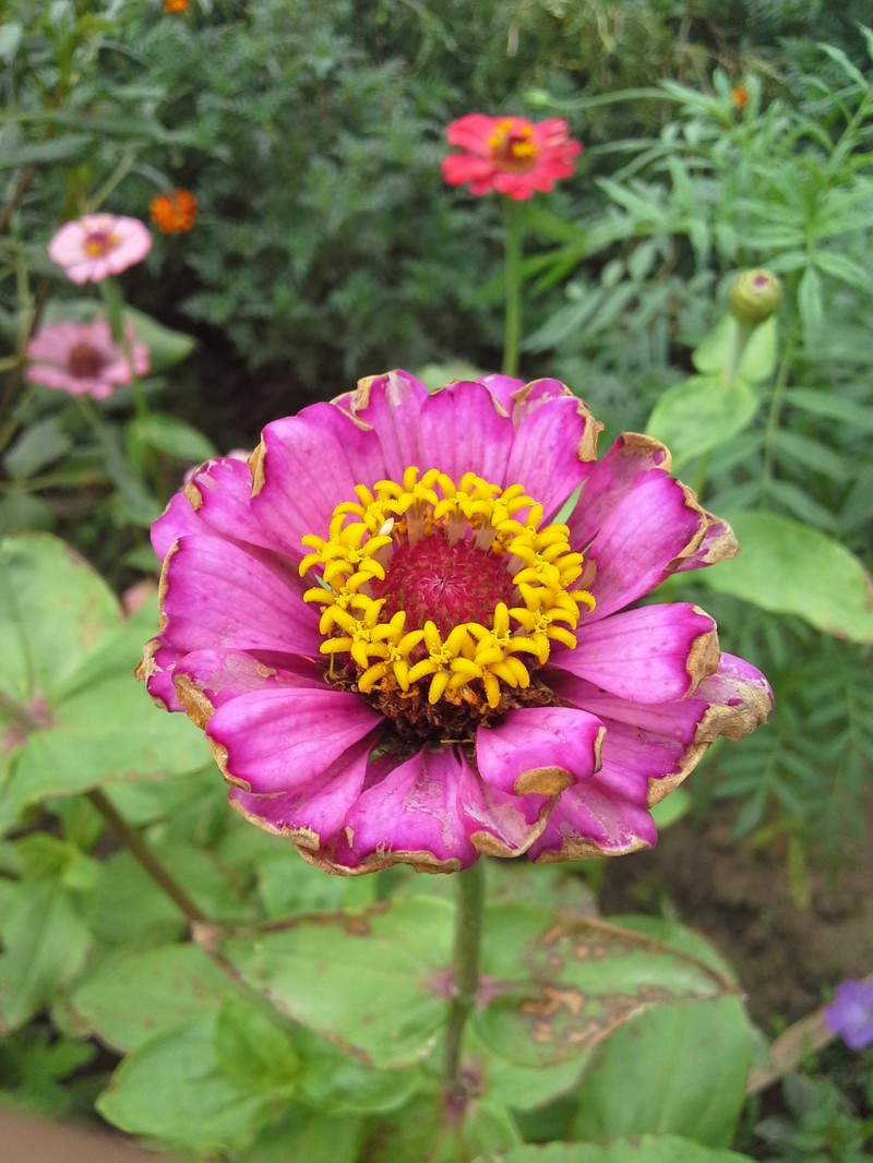 Elegant Zinnia photo 8