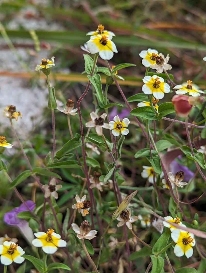 Zinnia flavicoma