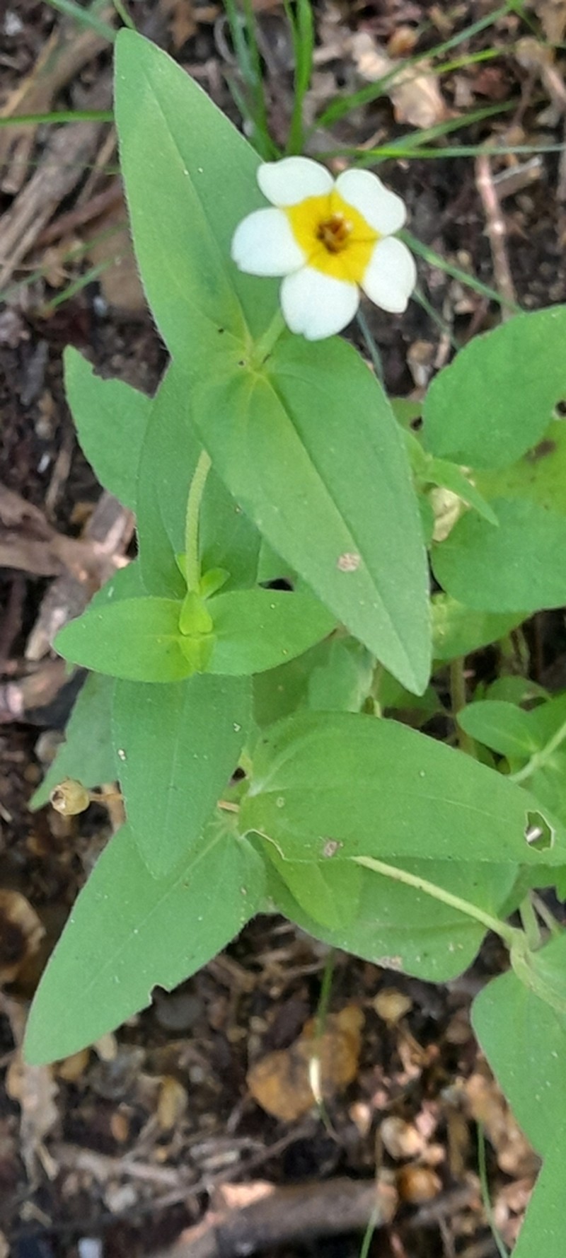 Zinnia flavicoma photo 2