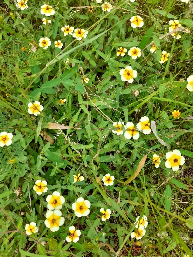 Zinnia flavicoma photo 3