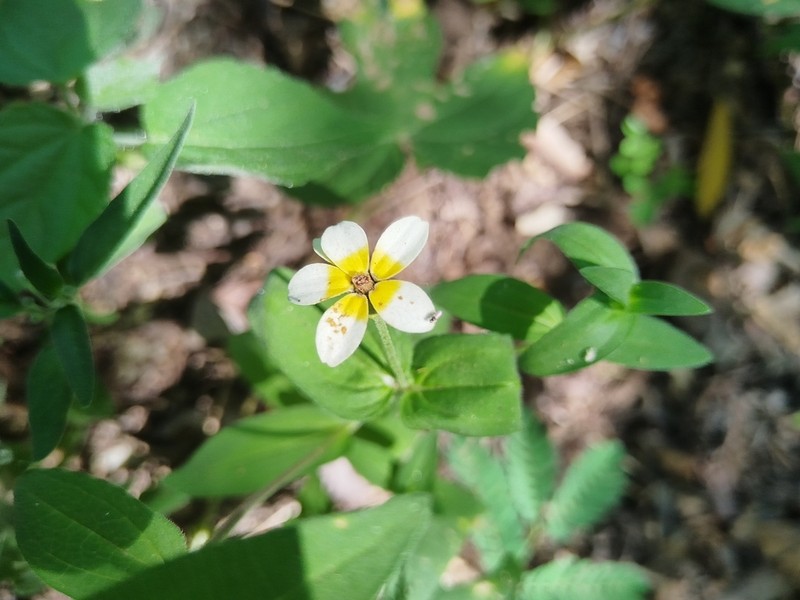Zinnia flavicoma photo 4
