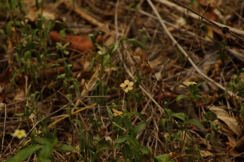 Zinnia flavicoma photo 5