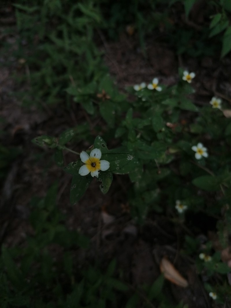 Zinnia flavicoma photo 6