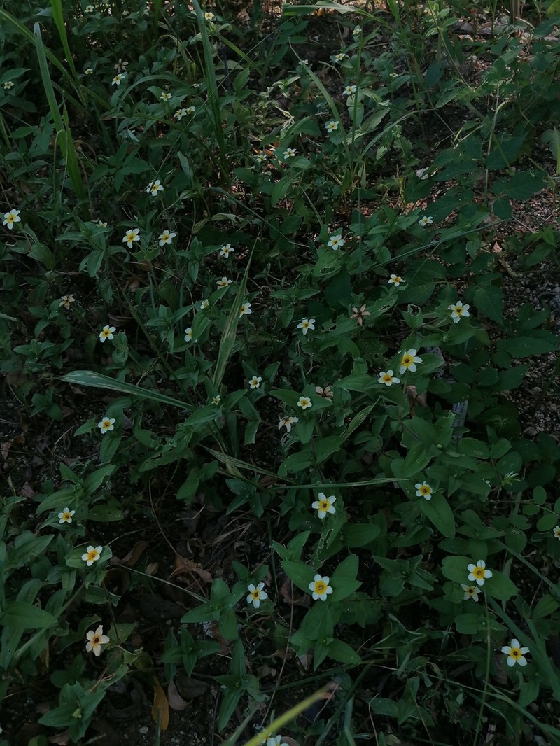 Zinnia flavicoma photo 7