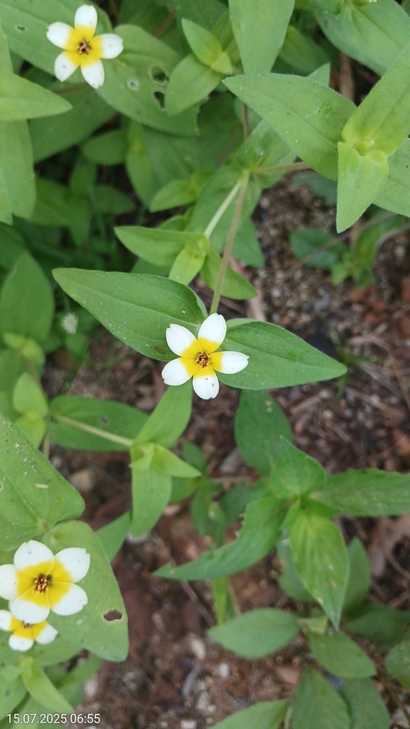 Zinnia flavicoma photo 8