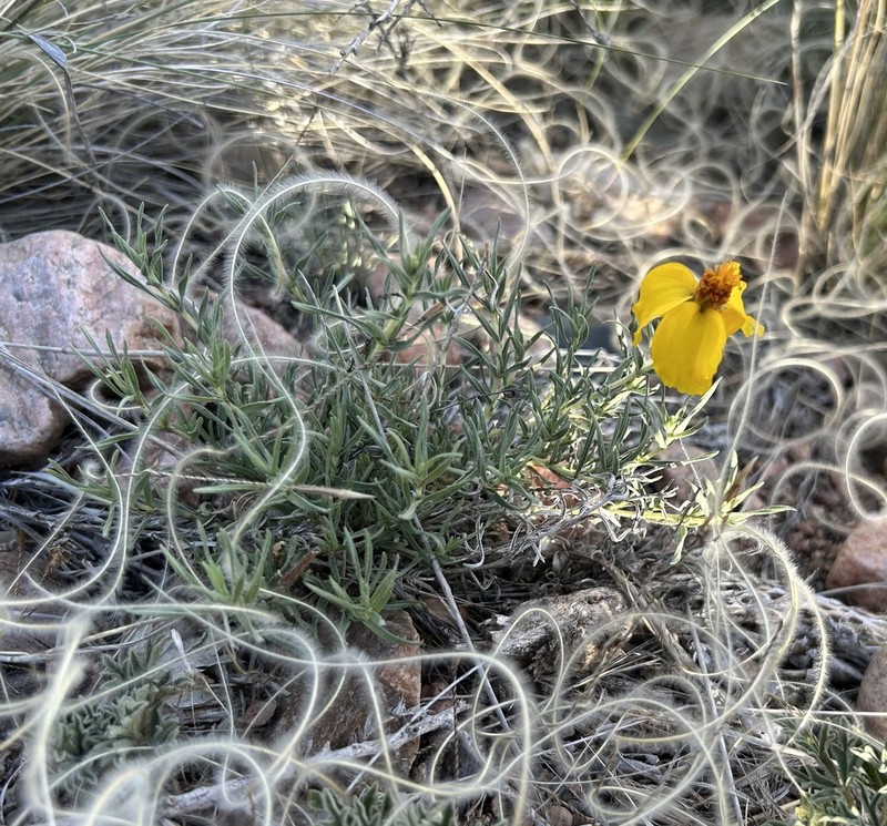 Rocky Mountain Zinnia photo 4