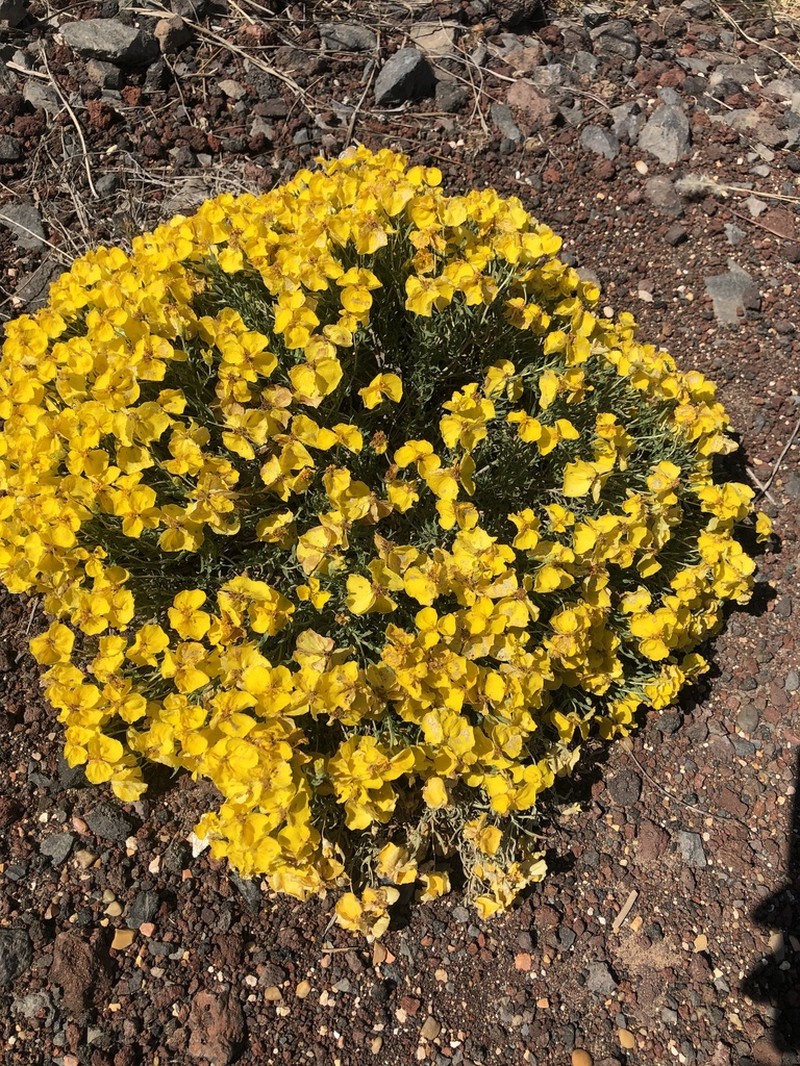 Rocky Mountain Zinnia photo 5