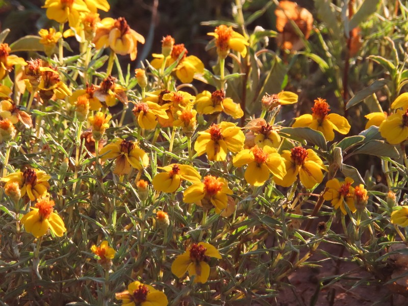 Rocky Mountain Zinnia photo 6