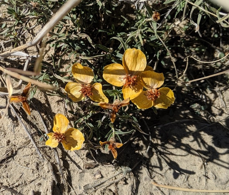 Rocky Mountain Zinnia photo 7