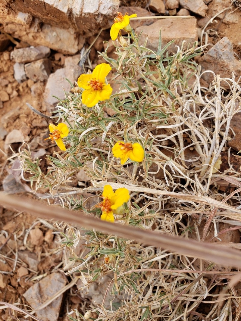 Rocky Mountain Zinnia photo 8