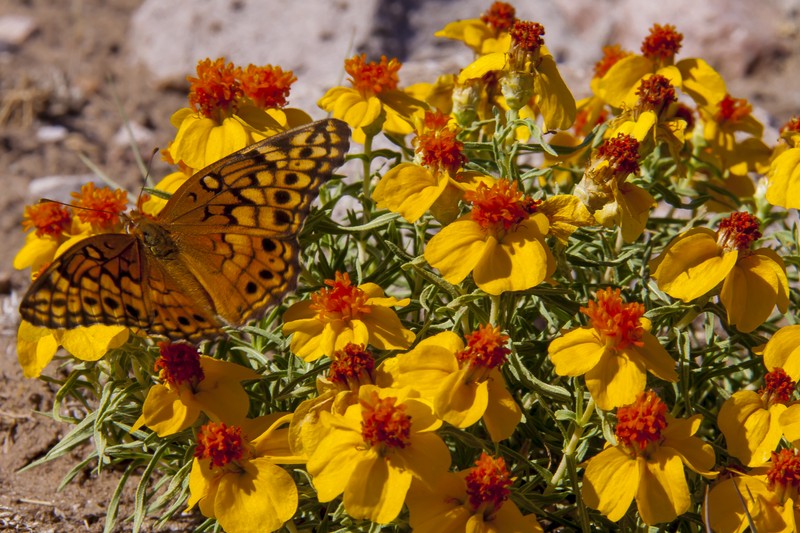 Rocky Mountain Zinnia photo 2