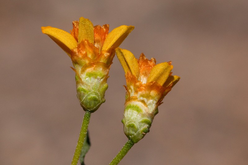 Rocky Mountain Zinnia photo 4