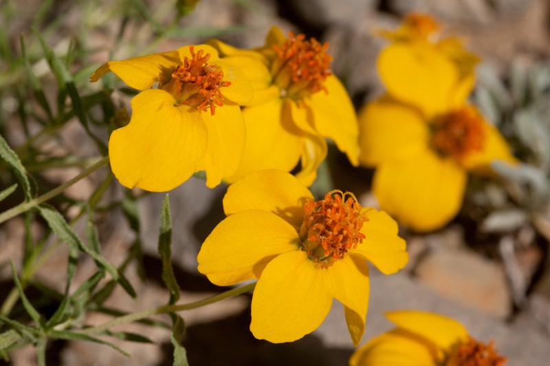 Rocky Mountain Zinnia photo 5
