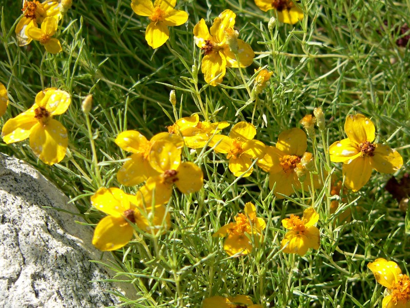 Rocky Mountain Zinnia