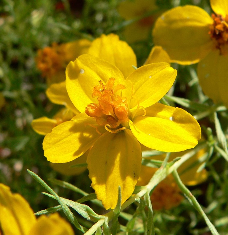 Rocky Mountain Zinnia photo 6