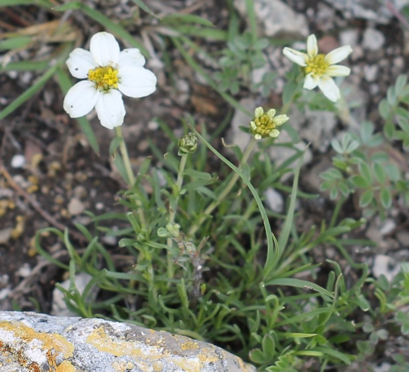 Zinnia guanajuatensis